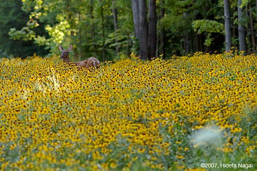 A Field of Potential-07-07-07-deer-field-1.jpg