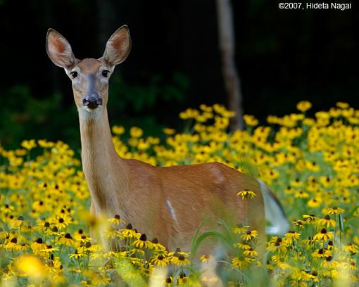 A Field of Potential-07-07-07-deer-field-2.jpg