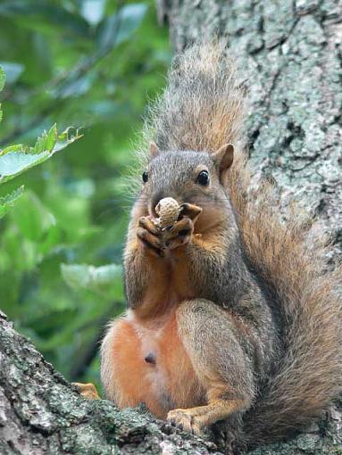 Bribery works.-fox-squirrel2.jpg