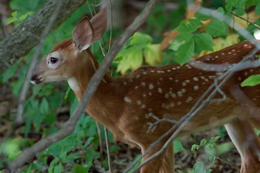 A Field of Potential-07-08-07-fawn.jpg