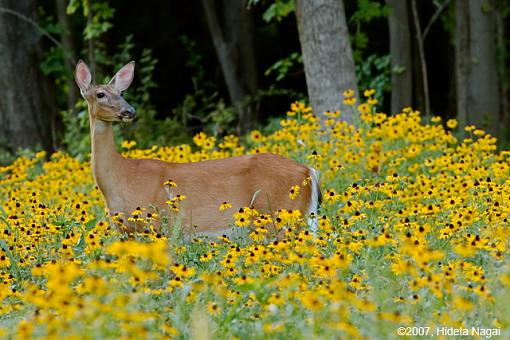 A Field of Potential-07-07-07-deer-field-3.jpg