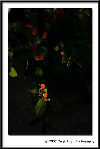 Glow Berries-crw_6407.jpg