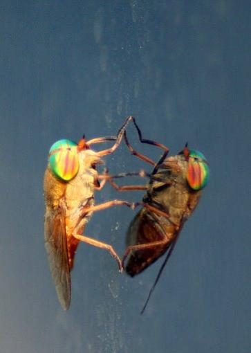 Colorful Fly-flyreflect.jpg