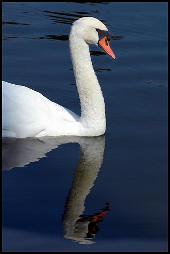 Spring 07 Bird ID Thread-swan.jpg