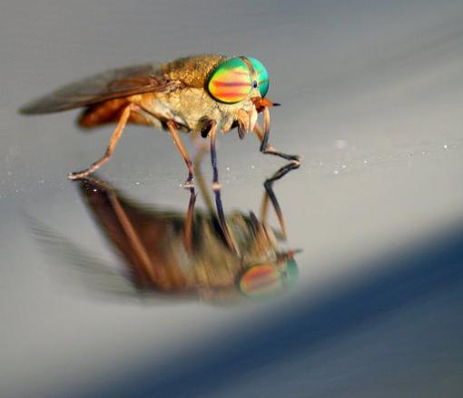 Colorful Fly-flyreflect2.jpg