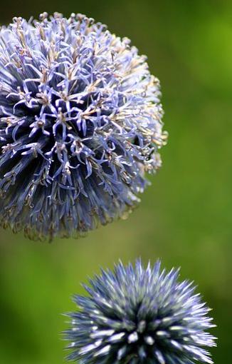 Blue Flower-flowerballs.jpg