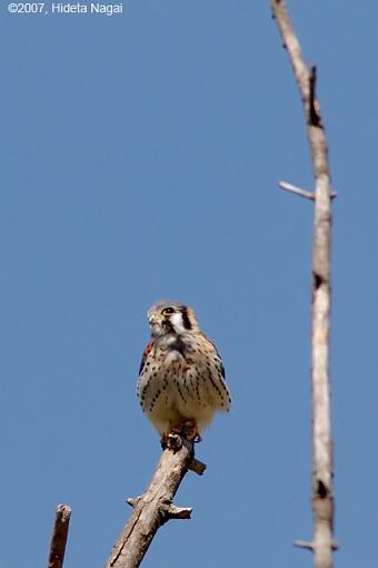 Right Place, Wrong Subject-07-14-07-kestrel-1.jpg