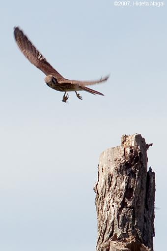 Right Place, Wrong Subject-07-14-07-kestrel-crop-1.jpg