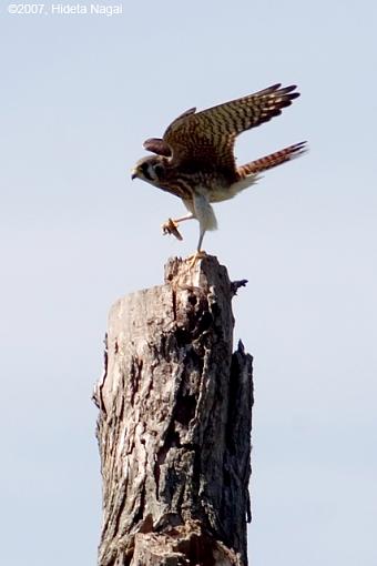 Right Place, Wrong Subject-07-14-07-kestrel-crop-2.jpg