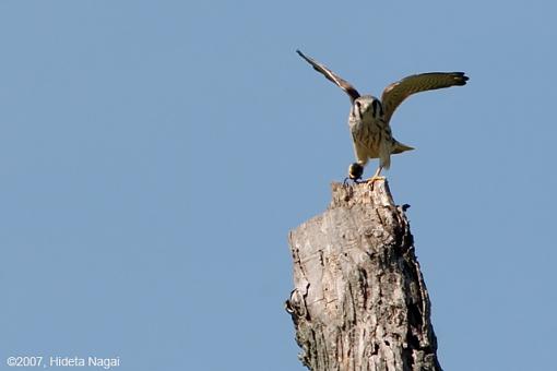 Right Place, Wrong Subject-07-14-07-kestrel-crop-3.jpg