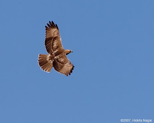 Right Place, Wrong Subject-07-14-07-hawk.jpg