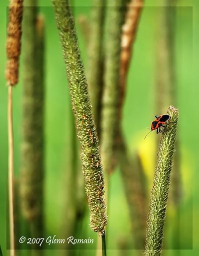 Small Milkweed Bug-small-milkweed-bug.jpg