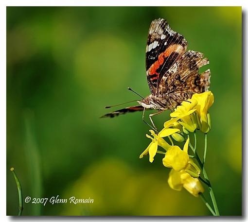 Small Milkweed Bug-painted-lady1.jpg