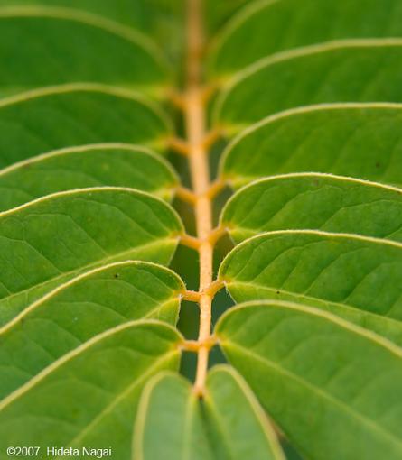 Mesmerizing Median-07-17-07-cool-plant-1.jpg