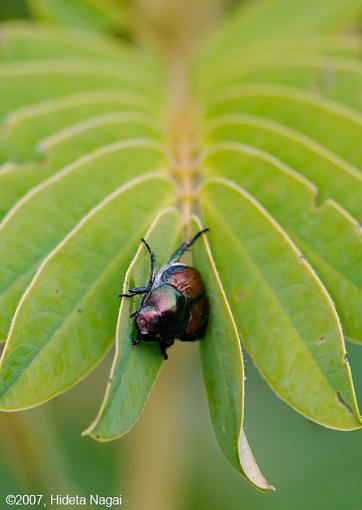 Mesmerizing Median-07-17-07-cool-plant-3b.jpg