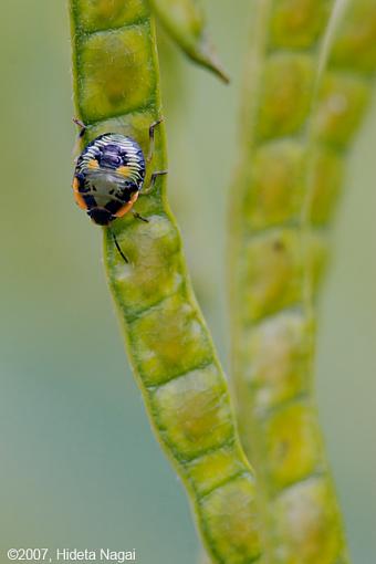 Mesmerizing Median-07-17-07-cool-plant-3c.jpg