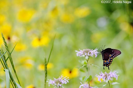 A Field of Potential-flower-field-update.jpg