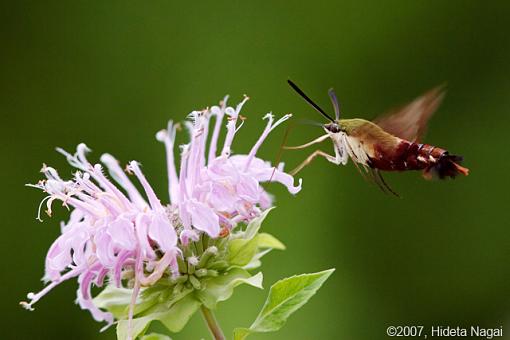 I Just Can't Stop Shooting These-07-19-07-hummingbird-moth.jpg