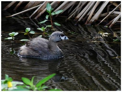 I found water!-bird-baths.3.jpg