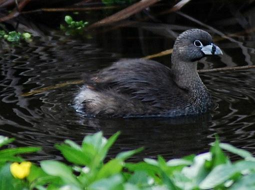 I found water!-bird-bath.jpg