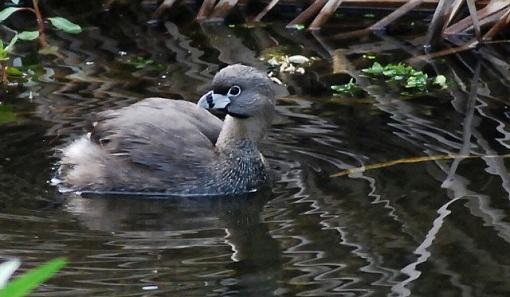 I found water!-bird-bath2.jpg