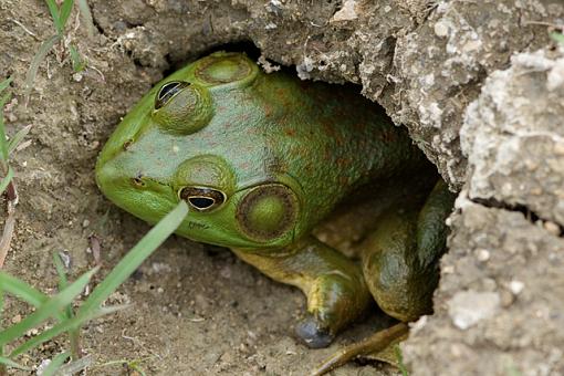 That's just WEIRD!-07-25-07-injured-frog.jpg