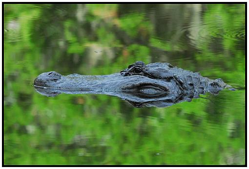 Homosassa Springs Wildlife State Park-gator.jpg