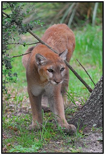 Homosassa Springs Wildlife State Park-panther.jpg