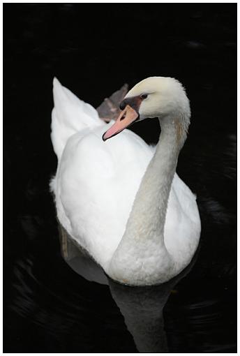 Homosassa Springs Wildlife State Park-swan.jpg