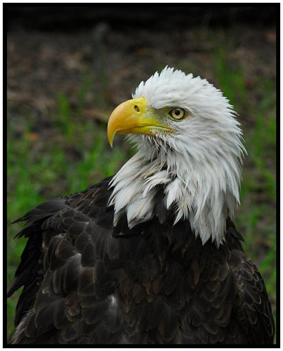 Homosassa Springs Wildlife State Park Part Two-eagle_sm.jpg