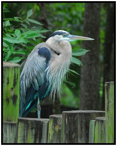 Homosassa Springs Wildlife State Park Part Two-heron_sm.jpg