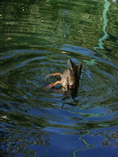 feathers,water,pricklys-not-my-best-side..jpg