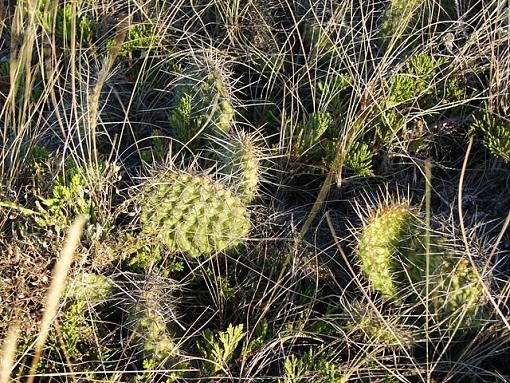 feathers,water,pricklys-wild-cactus..jpg