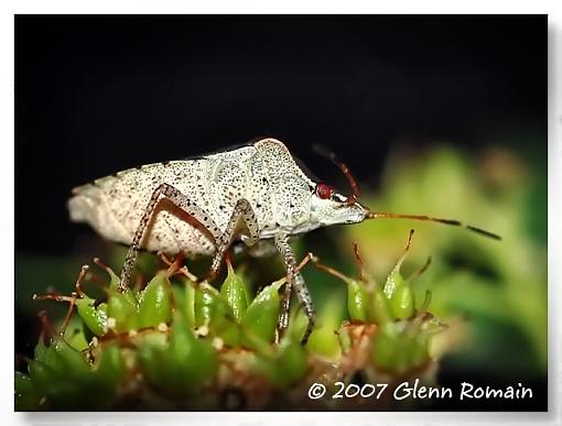 A few Macro`s  ( Bugs )-stink-bug.jpg