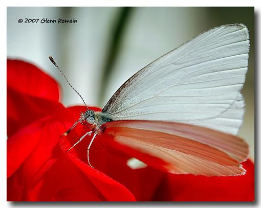 A few Macro`s  ( Bugs )-great-southern-white.jpg