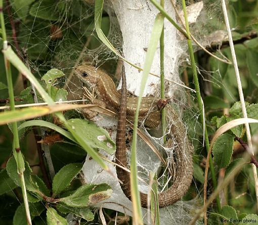 Viviparous Lizards.-forum-lizard.jpg