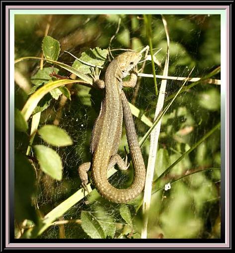 Viviparous Lizards.-liz-1-framed.jpg