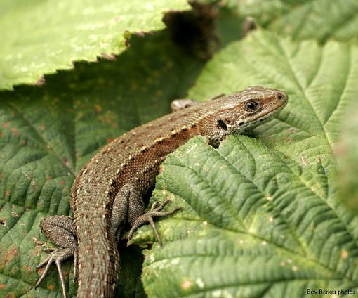 Viviparous Lizards.-forum-male.jpg