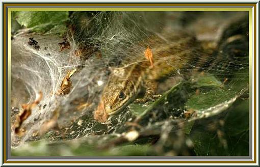 Viviparous Lizards.-forum-lizard-cobweb.jpg