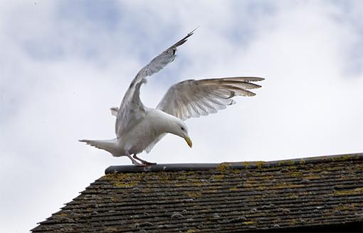 Sea Gulls-_mg_1723-640.jpg