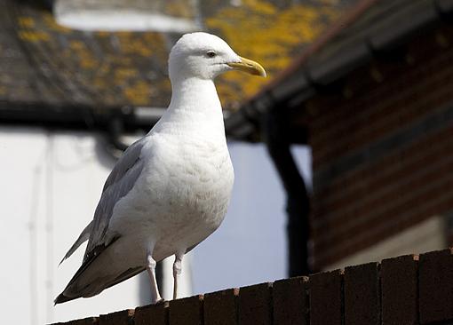 Sea Gulls-_mg_1757-640.jpg