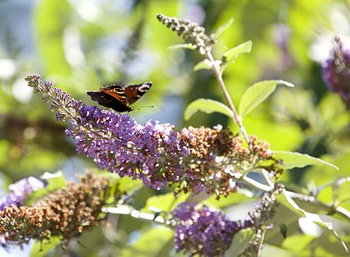 Butterflies-_mg_1818-640.jpg