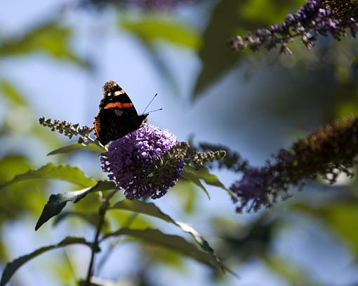 Butterflies-_mg_1823-640.jpg