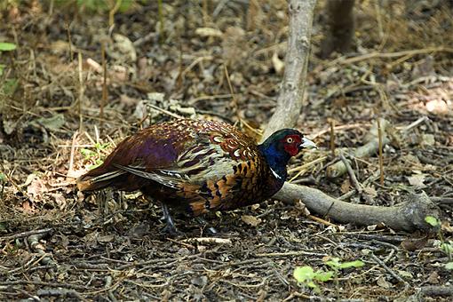 A Young Partridge?-_mg_1812-640.jpg