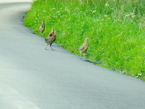 A Young Partridge?-p1050571.jpg