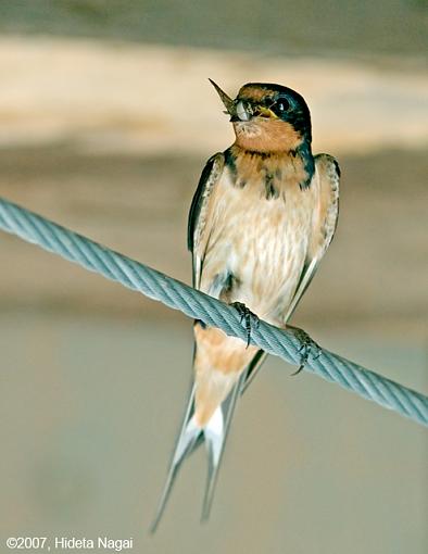 They don't call 'em barn swallows for nuthin'-08-09-07-barn-swallow.jpg