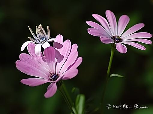 Few Flowers from around the House.-fleur-3.jpg