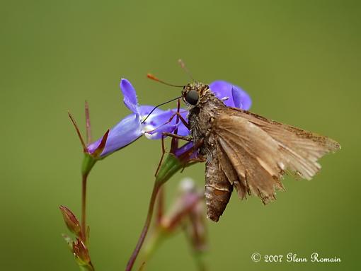 Few Flowers from around the House.-silver-spotted-skipper3.jpg