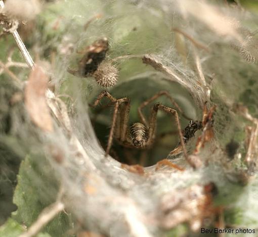 Grass Funnelweb -weaver-funnel-12.jpg