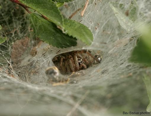 Grass Funnelweb -weaver-funnel-ok2.jpg